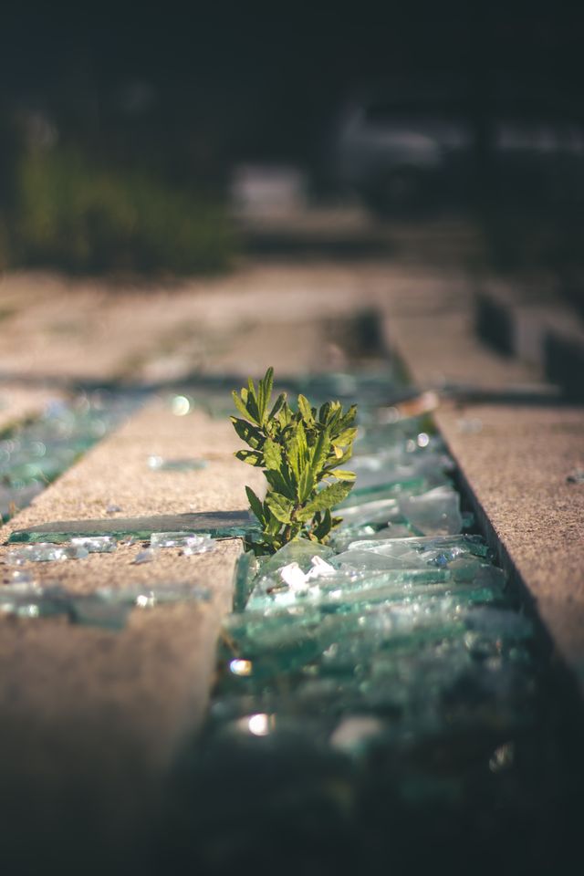Klein plantje groeit tussen glasscherven, symbool voor veerkracht, acceptatie en een nieuw begin na een gebroken hart.